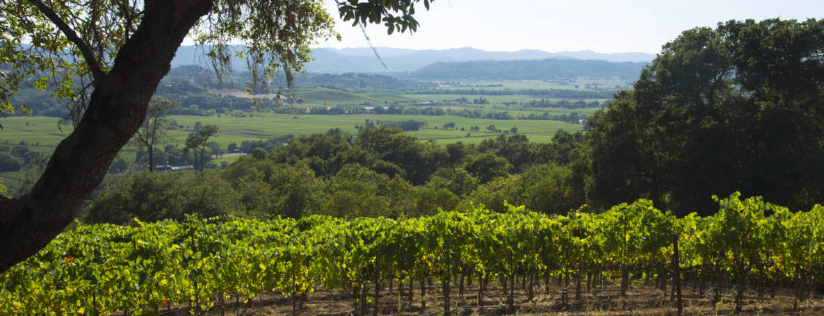 Alexander Valley Vineyards