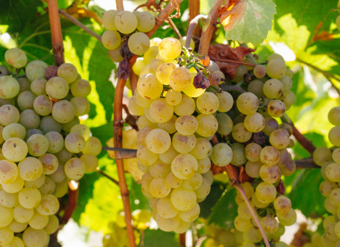 Wine Grapes from Sean Minor Wines