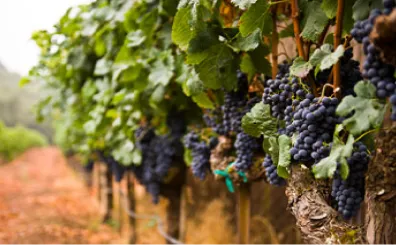 Wine Grapes from Treasury Wine Estates